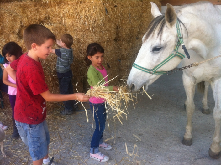 children GR-horses WEB